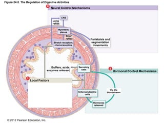 © 2012 Pearson Education, Inc.
Figure 24-5 The Regulation of Digestive Activities
Neural Control Mechanisms
Local Factors
Hormonal Control Mechanisms
Long
reflex
Short
reflex
Stretch receptors,
chemoreceptors
CNS
Myenteric
plexus
Secretory
cells
Enteroendocrine
cells
Hormones
released
Via the
bloodstream
Peristalsis and
segmentation
movements
Buffers, acids,
enzymes released
 