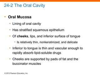 © 2012 Pearson Education, Inc.
24-2 The Oral Cavity
• Oral Mucosa
• Lining of oral cavity
• Has stratified squamous epithelium
• Of cheeks, lips, and inferior surface of tongue
• Is relatively thin, nonkeratinized, and delicate
• Inferior to tongue is thin and vascular enough to
rapidly absorb lipid-soluble drugs
• Cheeks are supported by pads of fat and the
buccinator muscles
 
