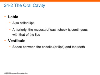 © 2012 Pearson Education, Inc.
24-2 The Oral Cavity
• Labia
• Also called lips
• Anteriorly, the mucosa of each cheek is continuous
with that of the lips
• Vestibule
• Space between the cheeks (or lips) and the teeth
 