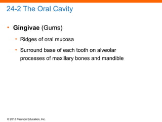 © 2012 Pearson Education, Inc.
24-2 The Oral Cavity
• Gingivae (Gums)
• Ridges of oral mucosa
• Surround base of each tooth on alveolar
processes of maxillary bones and mandible
 