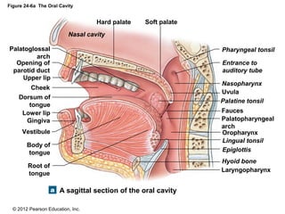 © 2012 Pearson Education, Inc.
Figure 24-6a The Oral Cavity
A sagittal section of the oral cavity
Laryngopharynx
Hyoid bone
Epiglottis
Lingual tonsil
Oropharynx
Palatopharyngeal
arch
Fauces
Palatine tonsil
Uvula
Nasopharynx
Entrance to
auditory tube
Pharyngeal tonsil
Nasal cavity
Hard palate Soft palate
Palatoglossal
arch
Opening of
parotid duct
Dorsum of
tongue
Body of
tongue
Root of
tongue
Upper lip
Cheek
Lower lip
Gingiva
Vestibule
 