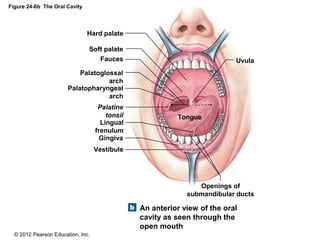 © 2012 Pearson Education, Inc.
Figure 24-6b The Oral Cavity
An anterior view of the oral
cavity as seen through the
open mouth
Soft palate
Fauces
Palatoglossal
arch
Palatopharyngeal
arch
Lingual
frenulum
Palatine
tonsil
Gingiva
Vestibule
Tongue
Uvula
Openings of
submandibular ducts
Hard palate
 