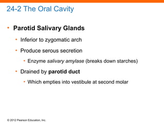© 2012 Pearson Education, Inc.
24-2 The Oral Cavity
• Parotid Salivary Glands
• Inferior to zygomatic arch
• Produce serous secretion
• Enzyme salivary amylase (breaks down starches)
• Drained by parotid duct
• Which empties into vestibule at second molar
 