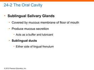 © 2012 Pearson Education, Inc.
24-2 The Oral Cavity
• Sublingual Salivary Glands
• Covered by mucous membrane of floor of mouth
• Produce mucous secretion
• Acts as a buffer and lubricant
• Sublingual ducts
• Either side of lingual frenulum
 