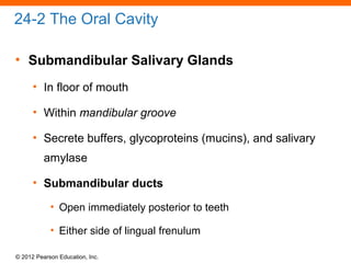 © 2012 Pearson Education, Inc.
24-2 The Oral Cavity
• Submandibular Salivary Glands
• In floor of mouth
• Within mandibular groove
• Secrete buffers, glycoproteins (mucins), and salivary
amylase
• Submandibular ducts
• Open immediately posterior to teeth
• Either side of lingual frenulum
 