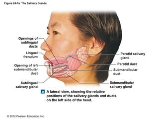 © 2012 Pearson Education, Inc.
Figure 24-7a The Salivary Glands
A lateral view, showing the relative
positions of the salivary glands and ducts
on the left side of the head.
Submandibular
salivary gland
Submandibular
duct
Parotid duct
Parotid salivary
gland
Sublingual
salivary gland
Opening of left
submandibular
duct
Openings of
sublingual
ducts
Lingual
frenulum
 