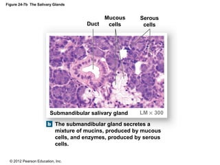 © 2012 Pearson Education, Inc.
Figure 24-7b The Salivary Glands
The submandibular gland secretes a
mixture of mucins, produced by mucous
cells, and enzymes, produced by serous
cells.
Submandibular salivary gland LM × 300
Duct
Mucous
cells
Serous
cells
 