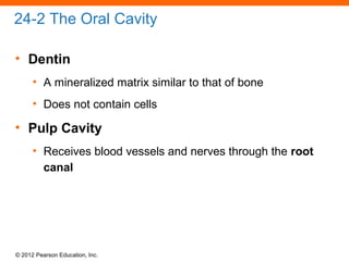 © 2012 Pearson Education, Inc.
24-2 The Oral Cavity
• Dentin
• A mineralized matrix similar to that of bone
• Does not contain cells
• Pulp Cavity
• Receives blood vessels and nerves through the root
canal
 