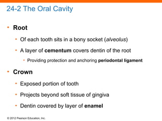 © 2012 Pearson Education, Inc.
24-2 The Oral Cavity
• Root
• Of each tooth sits in a bony socket (alveolus)
• A layer of cementum covers dentin of the root
• Providing protection and anchoring periodontal ligament
• Crown
• Exposed portion of tooth
• Projects beyond soft tissue of gingiva
• Dentin covered by layer of enamel
 