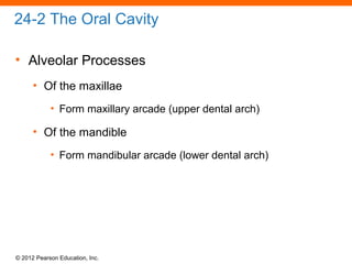 © 2012 Pearson Education, Inc.
24-2 The Oral Cavity
• Alveolar Processes
• Of the maxillae
• Form maxillary arcade (upper dental arch)
• Of the mandible
• Form mandibular arcade (lower dental arch)
 