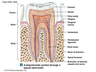 © 2012 Pearson Education, Inc.
Figure 24-8a Teeth
A diagrammatic section through a
typical adult tooth.
Enamel
Dentin
Pulp cavity
Gingiva
Gingival
sulcus
Cementum
Periodontal
ligament
Root canal
Bone of alveolus
Apical foramen
Branches of alveolar
vessels and nerve
Crown
Neck
Root
 