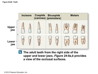 © 2012 Pearson Education, Inc.
Figure 24-8b Teeth
The adult teeth from the right side of the
upper and lower jaws. Figure 24-9a,b provides
a view of the occlusal surfaces.
Incisors MolarsBicuspids
(premolars)
Cuspids
(canines)
Upper
jaw
Lower
jaw
 
