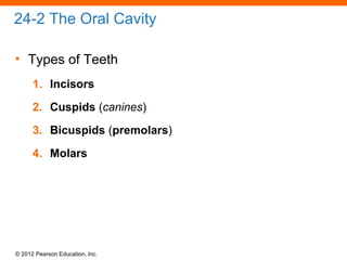 © 2012 Pearson Education, Inc.
24-2 The Oral Cavity
• Types of Teeth
1. Incisors
2. Cuspids (canines)
3. Bicuspids (premolars)
4. Molars
 