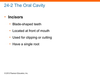 © 2012 Pearson Education, Inc.
24-2 The Oral Cavity
• Incisors
• Blade-shaped teeth
• Located at front of mouth
• Used for clipping or cutting
• Have a single root
 