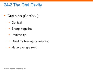 © 2012 Pearson Education, Inc.
24-2 The Oral Cavity
• Cuspids (Canines)
• Conical
• Sharp ridgeline
• Pointed tip
• Used for tearing or slashing
• Have a single root
 