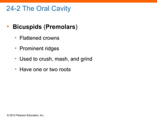 © 2012 Pearson Education, Inc.
24-2 The Oral Cavity
• Bicuspids (Premolars)
• Flattened crowns
• Prominent ridges
• Used to crush, mash, and grind
• Have one or two roots
 