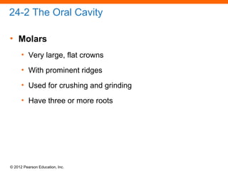 © 2012 Pearson Education, Inc.
24-2 The Oral Cavity
• Molars
• Very large, flat crowns
• With prominent ridges
• Used for crushing and grinding
• Have three or more roots
 