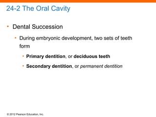 © 2012 Pearson Education, Inc.
24-2 The Oral Cavity
• Dental Succession
• During embryonic development, two sets of teeth
form
• Primary dentition, or deciduous teeth
• Secondary dentition, or permanent dentition
 
