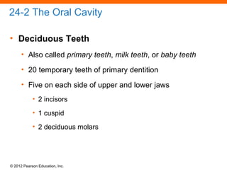 © 2012 Pearson Education, Inc.
24-2 The Oral Cavity
• Deciduous Teeth
• Also called primary teeth, milk teeth, or baby teeth
• 20 temporary teeth of primary dentition
• Five on each side of upper and lower jaws
• 2 incisors
• 1 cuspid
• 2 deciduous molars
 