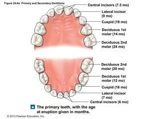 © 2012 Pearson Education, Inc.
Figure 24-9a Primary and Secondary Dentitions
The primary teeth, with the age
at eruption given in months.
Central incisors (6 mo)
Lateral incisor
(7 mo)
Cuspid (16 mo)
Deciduous 1st
molar (12 mo)
Deciduous 2nd
molar (20 mo)
Deciduous 2nd
molar (24 mo)
Deciduous 1st
molar (14 mo)
Cuspid (18 mo)
Lateral incisor
(9 mo)
Central incisors (7.5 mo)
 