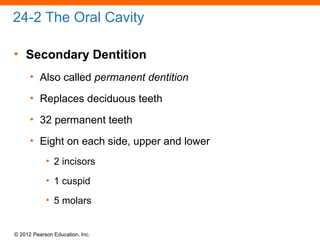 © 2012 Pearson Education, Inc.
24-2 The Oral Cavity
• Secondary Dentition
• Also called permanent dentition
• Replaces deciduous teeth
• 32 permanent teeth
• Eight on each side, upper and lower
• 2 incisors
• 1 cuspid
• 5 molars
 