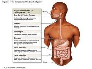 © 2012 Pearson Education, Inc.
Figure 24-1 The Components of the Digestive System
Mouth
Anus
Major Subdivisions of
the Digestive Tract
Oral Cavity, Teeth, Tongue
Pharynx
Esophagus
Stomach
Small Intestine
Large Intestine
Mechanical processing, moistening,
mixing with salivary secretions
Muscular propulsion of materials into the
esophagus
Transport of materials to the stomach
Chemical breakdown of materials by acid
and enzymes; mechanical processing
through muscular contractions
Enzymatic digestion and absorption of
water, organic substrates, vitamins, and ions
Enzymatic digestion and absorption of
water, organic substrates, vitamins, and ions
 