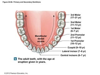 © 2012 Pearson Education, Inc.
Figure 24-9b Primary and Secondary Dentitions
The adult teeth, with the age at
eruption given in years.
Mandibular
dental
arcade
Central incisors (6–7 yr)
Lateral incisor (7–8 yr)
Cuspid (9–10 yr)
1st Premolar
(10–12 yr)
2nd Premolar
(11–12 yr)
1st Molar
(6–7 yr)
2nd Molar
(11–13 yr)
3rd Molar
(17–21 yr)
 