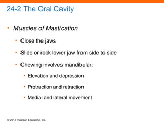 © 2012 Pearson Education, Inc.
24-2 The Oral Cavity
• Muscles of Mastication
• Close the jaws
• Slide or rock lower jaw from side to side
• Chewing involves mandibular:
• Elevation and depression
• Protraction and retraction
• Medial and lateral movement
 