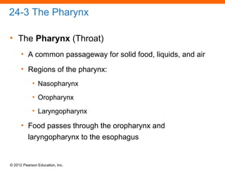 © 2012 Pearson Education, Inc.
24-3 The Pharynx
• The Pharynx (Throat)
• A common passageway for solid food, liquids, and air
• Regions of the pharynx:
• Nasopharynx
• Oropharynx
• Laryngopharynx
• Food passes through the oropharynx and
laryngopharynx to the esophagus
 