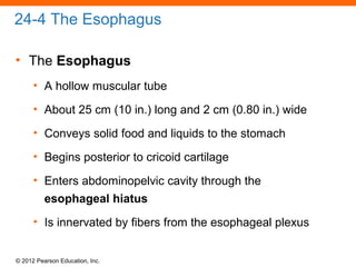 © 2012 Pearson Education, Inc.
24-4 The Esophagus
• The Esophagus
• A hollow muscular tube
• About 25 cm (10 in.) long and 2 cm (0.80 in.) wide
• Conveys solid food and liquids to the stomach
• Begins posterior to cricoid cartilage
• Enters abdominopelvic cavity through the
esophageal hiatus
• Is innervated by fibers from the esophageal plexus
 