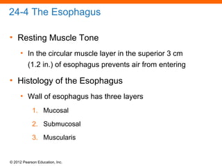 © 2012 Pearson Education, Inc.
24-4 The Esophagus
• Resting Muscle Tone
• In the circular muscle layer in the superior 3 cm
(1.2 in.) of esophagus prevents air from entering
• Histology of the Esophagus
• Wall of esophagus has three layers
1. Mucosal
2. Submucosal
3. Muscularis
 