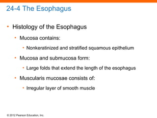 © 2012 Pearson Education, Inc.
24-4 The Esophagus
• Histology of the Esophagus
• Mucosa contains:
• Nonkeratinized and stratified squamous epithelium
• Mucosa and submucosa form:
• Large folds that extend the length of the esophagus
• Muscularis mucosae consists of:
• Irregular layer of smooth muscle
 