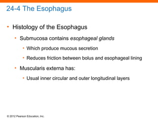 © 2012 Pearson Education, Inc.
24-4 The Esophagus
• Histology of the Esophagus
• Submucosa contains esophageal glands
• Which produce mucous secretion
• Reduces friction between bolus and esophageal lining
• Muscularis externa has:
• Usual inner circular and outer longitudinal layers
 
