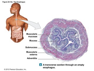 © 2012 Pearson Education, Inc.
Figure 24-10a The Esophagus
A transverse section through an empty
esophagus.
Adventitia
Muscularis
externa
Submucosa
Mucosa
Muscularis
mucosae
 