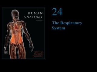 © 2012 Pearson Education, Inc.
24
The Respiratory
System
PowerPoint®
Lecture Presentations prepared by
Steven Bassett
Southeast Community College
Lincoln, Nebraska
 