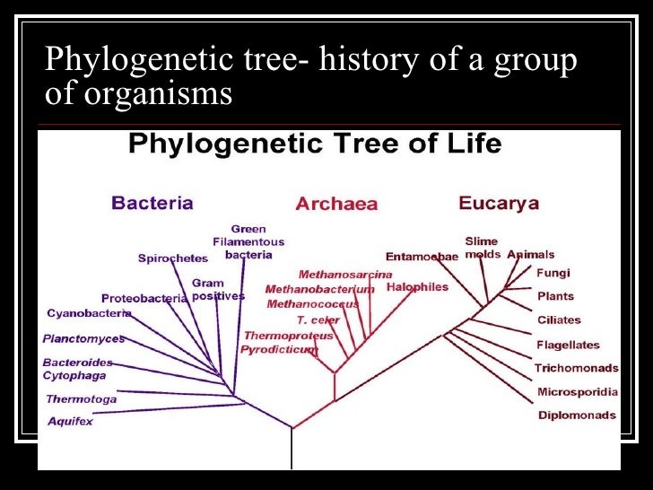 phylogenetic tree ap bio