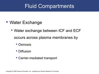 Copyright © 2009 Pearson Education, Inc., publishing as Pearson Benjamin Cummings
Fluid Compartments
 Water Exchange
 Water exchange between ICF and ECF
occurs across plasma membranes by
 Osmosis
 Diffusion
 Carrier-mediated transport
 