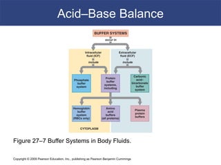 Copyright © 2009 Pearson Education, Inc., publishing as Pearson Benjamin Cummings
Acid–Base Balance
Figure 27–7 Buffer Systems in Body Fluids.
 