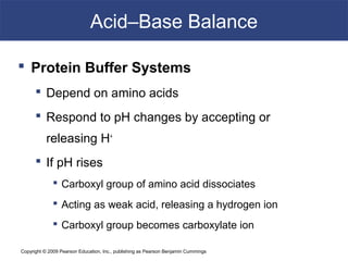 Copyright © 2009 Pearson Education, Inc., publishing as Pearson Benjamin Cummings
Acid–Base Balance
 Protein Buffer Systems
 Depend on amino acids
 Respond to pH changes by accepting or
releasing H+
 If pH rises
 Carboxyl group of amino acid dissociates
 Acting as weak acid, releasing a hydrogen ion
 Carboxyl group becomes carboxylate ion
 