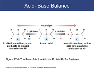 Copyright © 2009 Pearson Education, Inc., publishing as Pearson Benjamin Cummings
Acid–Base Balance
Figure 27–8 The Role of Amino Acids in Protein Buffer Systems.
 