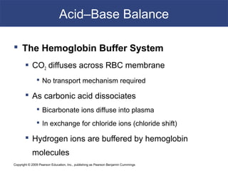 Copyright © 2009 Pearson Education, Inc., publishing as Pearson Benjamin Cummings
Acid–Base Balance
 The Hemoglobin Buffer System
 CO2 diffuses across RBC membrane
 No transport mechanism required
 As carbonic acid dissociates
 Bicarbonate ions diffuse into plasma
 In exchange for chloride ions (chloride shift)
 Hydrogen ions are buffered by hemoglobin
molecules
 