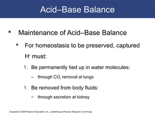 Copyright © 2009 Pearson Education, Inc., publishing as Pearson Benjamin Cummings
Acid–Base Balance
 Maintenance of Acid–Base Balance
 For homeostasis to be preserved, captured
H+
must:
1. Be permanently tied up in water molecules:
– through CO2 removal at lungs
1. Be removed from body fluids:
– through secretion at kidney
 