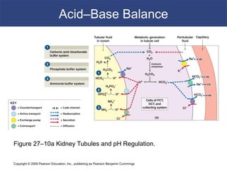 Copyright © 2009 Pearson Education, Inc., publishing as Pearson Benjamin Cummings
Acid–Base Balance
Figure 27–10a Kidney Tubules and pH Regulation.
 