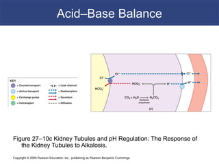 Copyright © 2009 Pearson Education, Inc., publishing as Pearson Benjamin Cummings
Acid–Base Balance
Figure 27–10c Kidney Tubules and pH Regulation: The Response of
the Kidney Tubules to Alkalosis.
 