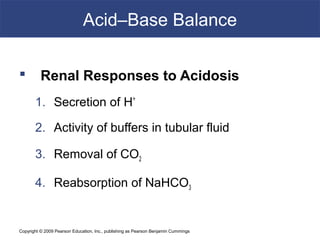 Copyright © 2009 Pearson Education, Inc., publishing as Pearson Benjamin Cummings
Acid–Base Balance
 Renal Responses to Acidosis
1. Secretion of H+
2. Activity of buffers in tubular fluid
3. Removal of CO2
4. Reabsorption of NaHCO3
 