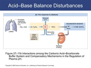 Copyright © 2009 Pearson Education, Inc., publishing as Pearson Benjamin Cummings
Acid–Base Balance Disturbances
Figure 27–11b Interactions among the Carbonic Acid–Bicarbonate
Buffer System and Compensatory Mechanisms in the Regulation of
Plasma pH.
 