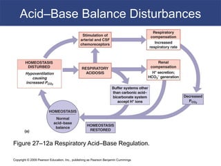 Copyright © 2009 Pearson Education, Inc., publishing as Pearson Benjamin Cummings
Acid–Base Balance Disturbances
Figure 27–12a Respiratory Acid–Base Regulation.
 