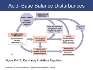 Copyright © 2009 Pearson Education, Inc., publishing as Pearson Benjamin Cummings
Acid–Base Balance Disturbances
Figure 27–12b Respiratory Acid–Base Regulation.
 