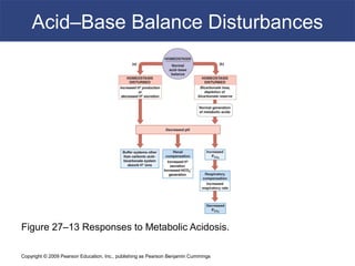 Copyright © 2009 Pearson Education, Inc., publishing as Pearson Benjamin Cummings
Acid–Base Balance Disturbances
Figure 27–13 Responses to Metabolic Acidosis.
 
