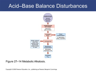 Copyright © 2009 Pearson Education, Inc., publishing as Pearson Benjamin Cummings
Acid–Base Balance Disturbances
Figure 27–14 Metabolic Alkalosis.
 